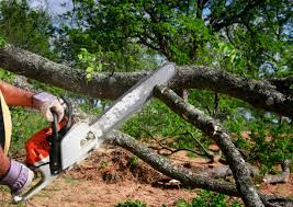 Professional  Tree Services in Flower Hill, NY