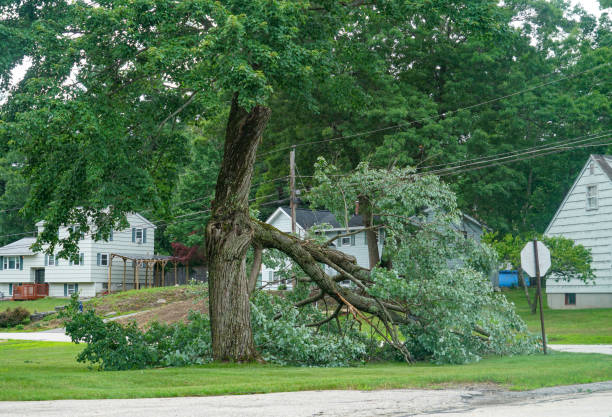 Tree Services